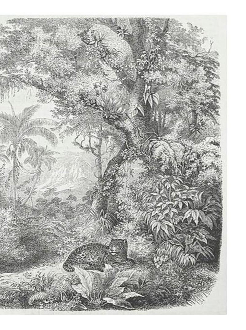 Tableau toile imprimée 50x70 cm Tropiques panthère Gris - Kiabi