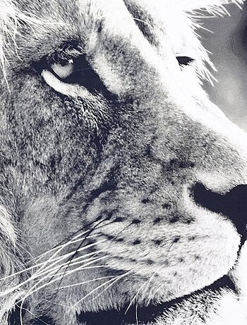 Tableau toile Lion 73x110 cm