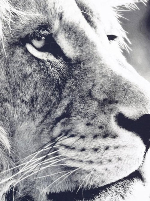 Tableau toile Lion 73x110 cm - Kiabi