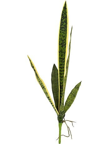 Tige de sansevieria nippo