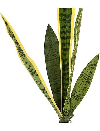 Tige de sansevieria nippo