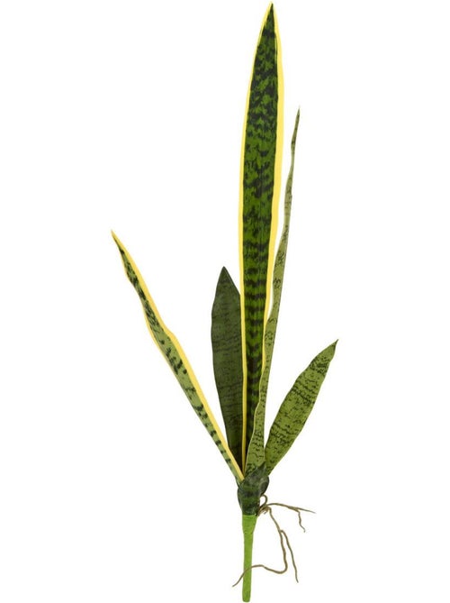 Tige de sansevieria nippo - Kiabi Tige de sansevieria nippo - Kiabi
