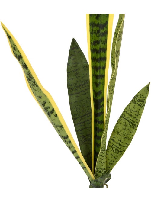Tige de sansevieria nippo - Kiabi Tige de sansevieria nippo - Kiabi
