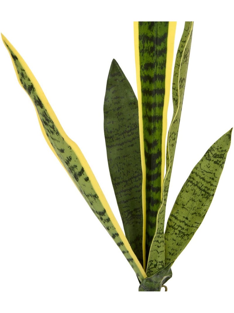 Tige de sansevieria nippo Vert - Kiabi