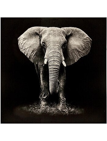 Toile imprimée éléphant ANIMAUX