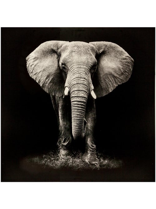 Toile imprimée éléphant ANIMAUX - Kiabi