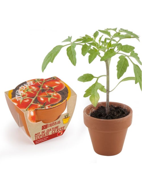 Tomate cerise bio en pot de culture - Kiabi