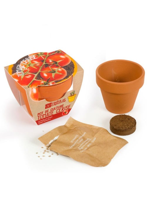 Tomate cerise bio en pot de culture - Kiabi
