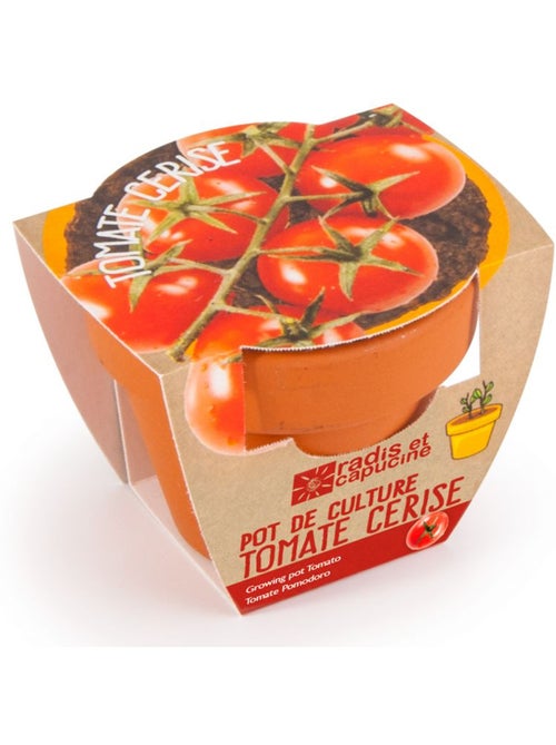 Tomate cerise bio en pot de culture - Kiabi