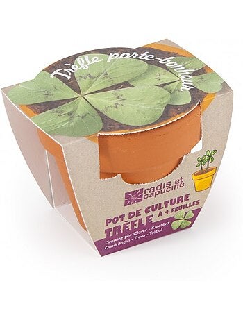 Trèfle à 4 feuilles en pot de culture