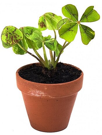 Trèfle à 4 feuilles en pot de culture