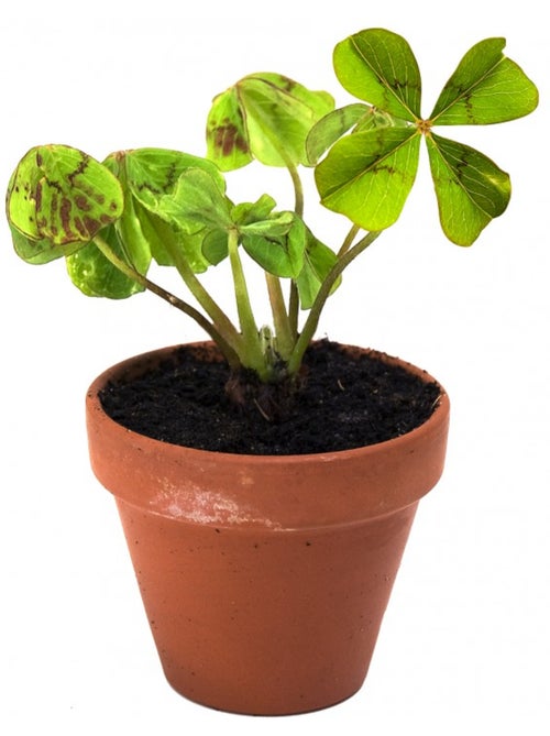 Trèfle à 4 feuilles en pot de culture - Kiabi