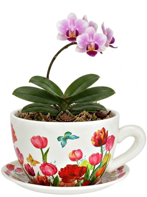 Vase ou pot de fleurs en forme de tasse Jolies tulipes - Kiabi