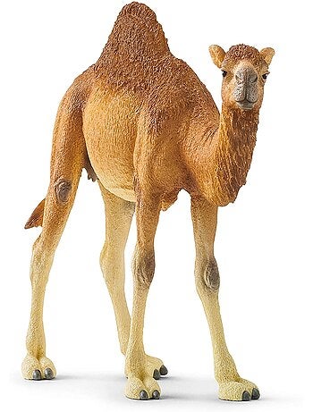 Wild Life - Dromadaire