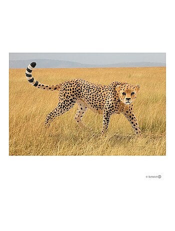 Wild Life - Guépard femelle