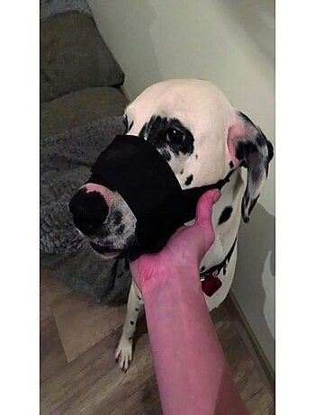 YAGO Museliere en Nylon Noir pour Grand Chien, - AUCUNE