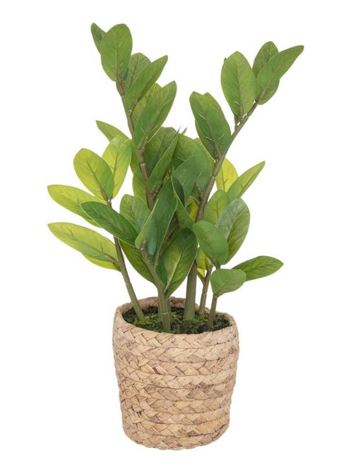 Zamioculcas artificiel avec pot naturel - Kiabi