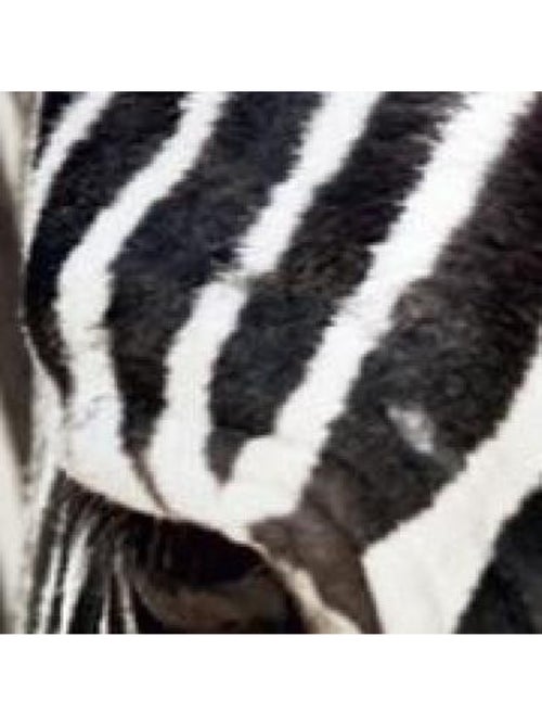 Zebra, intissé photo mural, 90 x 202 cm, 1 part - Kiabi